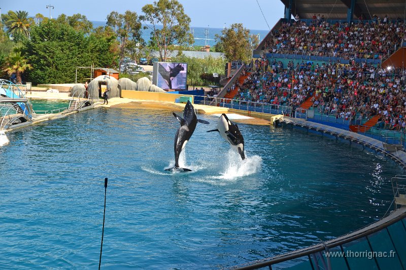 Marineland aout 2014 92.JPG - Marineland - Parc d'attractions aquatiques - Antibes - Août 2014